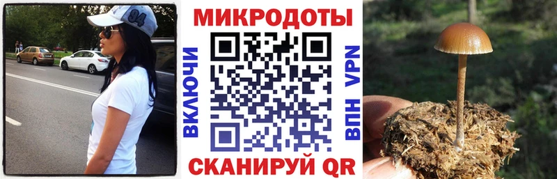 как найти закладки  Петров Вал  Псилоцибиновые грибы Psilocybine cubensis 